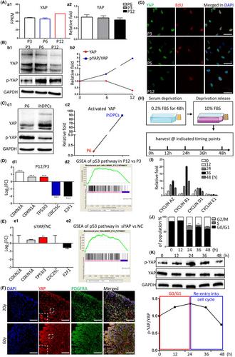 Releasing YAP dysfunction-caused replicative toxicity rejuvenates mesenchymal stem cells