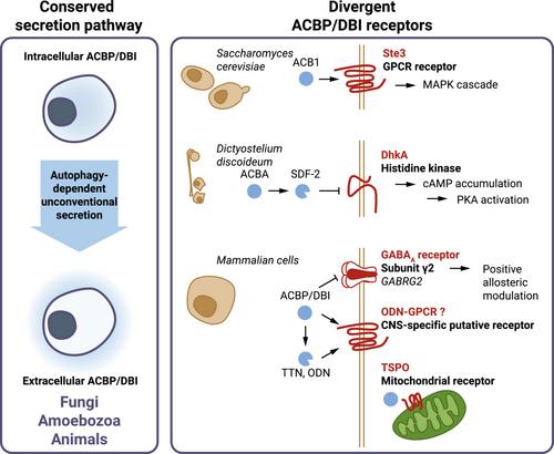Acyl coenzyme A binding protein (ACBP): An aging- and disease-relevant “autophagy checkpoint”