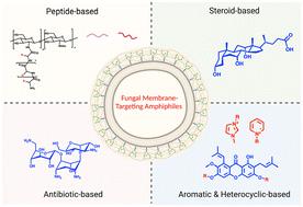Recent developments in membrane targeting antifungal agents to mitigate antifungal resistance