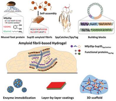 Bioinspired Amyloid Fibril-Based Hydrogel with Engineering Programable Functionalities for Diverse Applications