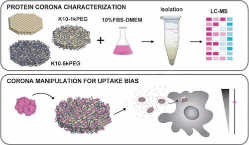 Stabilizing Polymer Coatings Alter the Protein Corona of DNA Origami and Can Be Engineered to Bias the Cellular Uptake