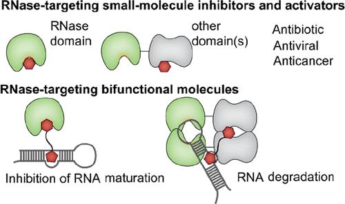 Targeting Ribonucleases with Small Molecules and Bifunctional Molecules