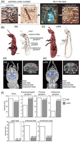 Plastic brain structure changes associated with the division of labor and aging in termites