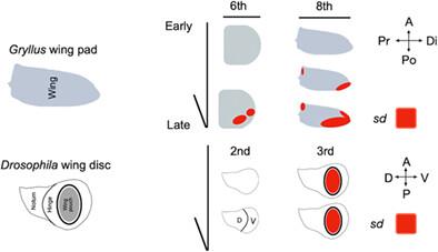 Involvement of the scalloped gene in morphogenesis of the wing margin via regulating cell growth in a hemimetabolous insect Gryllus bimaculatus