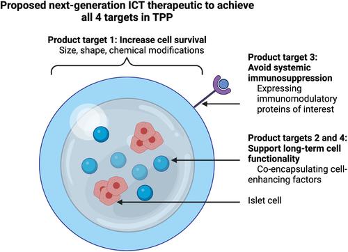 Combinatorial islet protective therapeutic approaches in β-cell transplantation: Rationally designed solutions using a target product profile