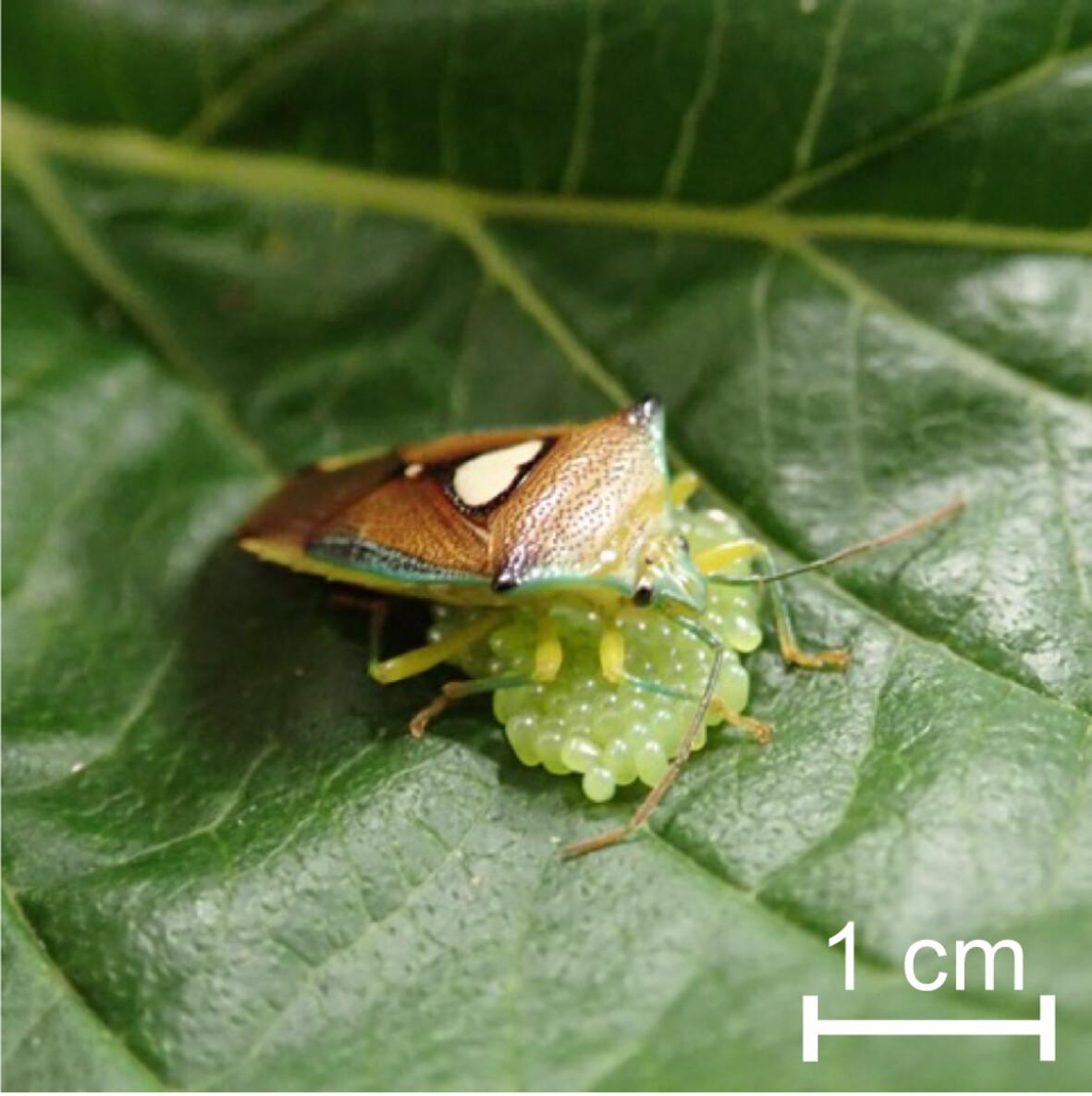 Protective function of maternal care against egg predators in the shield bug Sastragala esakii (Hemiptera: Acanthosomatidae)