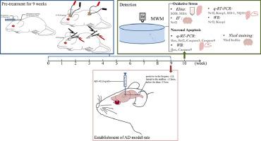 Anti-oxidative-initiated cognitive impairment amelioration in Alzheimer's disease model rats through preventive transcutaneous electrical acupoint stimulation