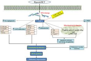 Inhibition of poly (ADP-ribose) Polymerase-1 (PARP-1) improves endothelial function in pulmonary hypertension