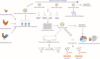 YM-1: A novel deoxynivalenol-detoxifying bacterial consortium from intestines of free-range chickens