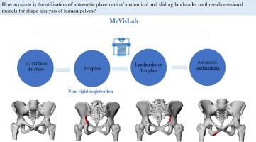 Validation of the utilisation of automatic placement of anatomical and sliding landmarks on three-dimensional models for shape analysis of human pelves