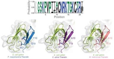 Discovery, characterization, and redesign of potent antimicrobial thanatin orthologs from Chinavia ubica and Murgantia histrionica targeting E. coli LptA