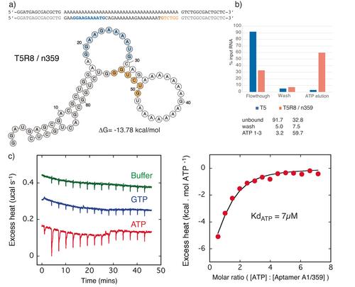 Emergence of ATP- and GTP-Binding Aptamers from Single RNA Sequences by Error-Prone Replication and Selection**