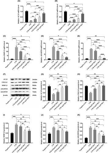 Therapeutic potential of melatonin in the intervertebral disc degeneration through inhibiting the ferroptosis of nucleus pulpous cells