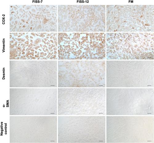 Effects of selective cyclooxygenase-2 inhibitor robenacoxib on primary cells derived from feline injection-site sarcoma