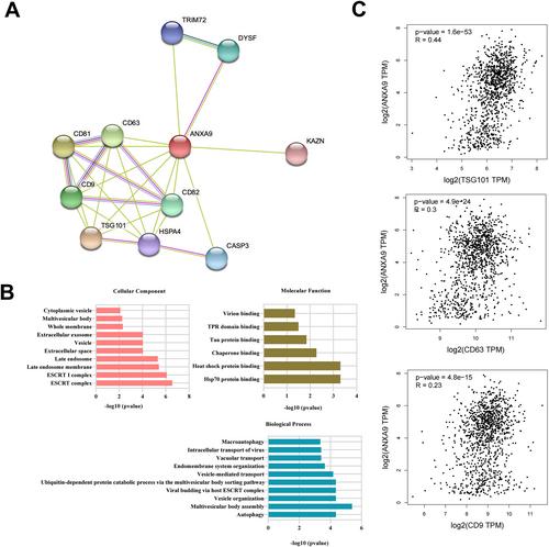 Exosome-derived ANXA9 functions as an oncogene in breast cancer