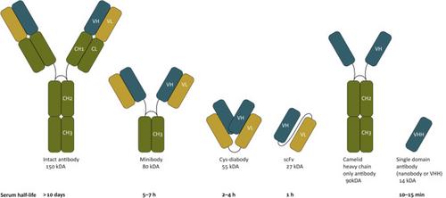 Applications of radiolabeled antibodies in neuroscience and neuro-oncology