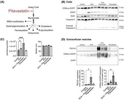 Mitochondrial reactive oxygen species modify extracellular vesicles secretion rate