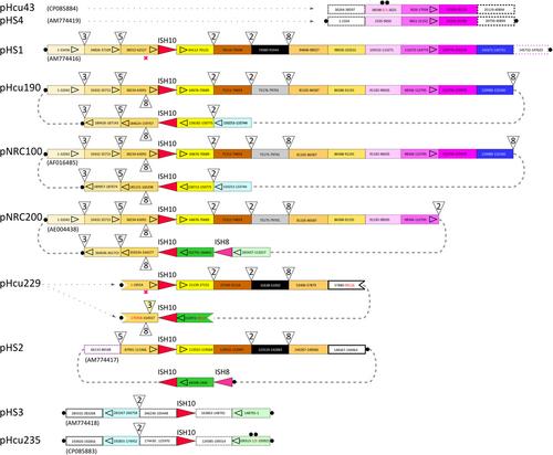 Genome comparison reveals that Halobacterium salinarum 63-R2 is the origin of the twin laboratory strains NRC-1 and R1