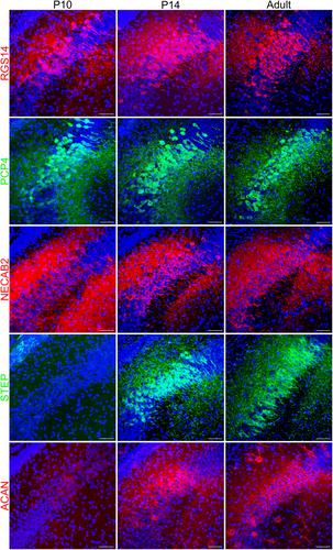 Development of the hippocampal CA2 region and the emergence of social recognition