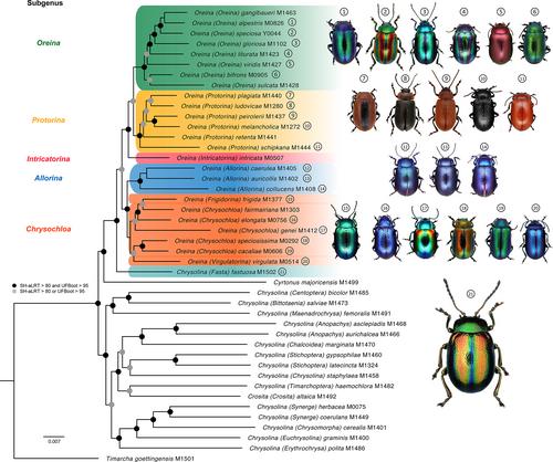 Museomics reveals evolutionary history of Oreina alpine leaf beetles (Coleoptera: Chrysomelidae)