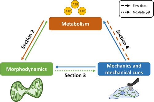 Mitochondria: At the crossroads between mechanobiology and cell metabolism