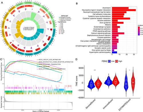 A comprehensive analysis of FBN2 in bladder cancer: A risk factor and the tumour microenvironment influencer