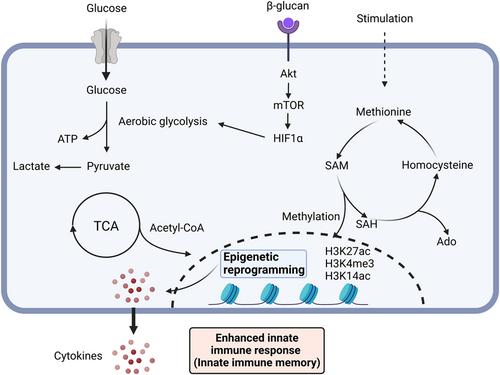 Re-recognition of innate immune memory as an integrated multidimensional concept