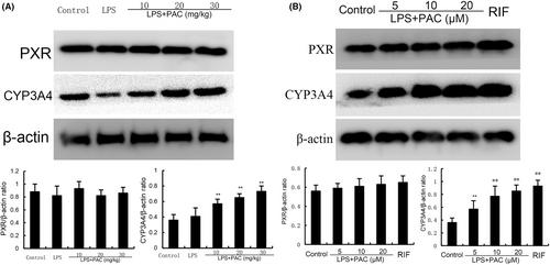 Protocatechuic acid inhibits LPS-induced mastitis in mice through activating the pregnane X receptor