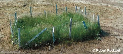 Rebuilding relations and countering erasure through community-driven and owned science: A key tool to Inuit self-determination and social transformations