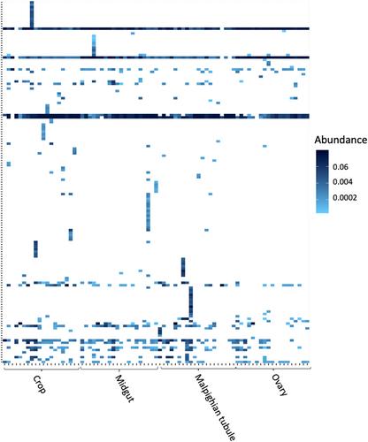 Aedes albopictus microbiome derives from environmental sources and partitions across distinct host tissues