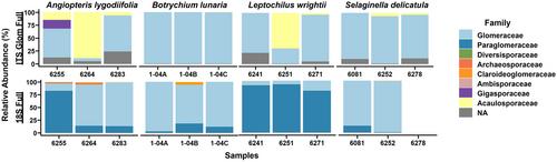 A metabarcoding protocol targeting two DNA regions to analyze root-associated fungal communities in ferns and lycophytes