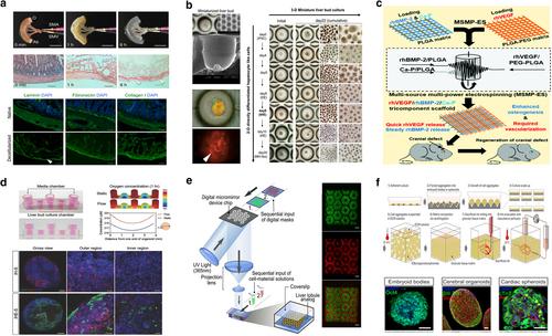 Vascularization of engineered organoids