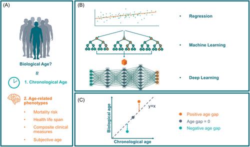 Biomarkers of ageing: Current state-of-art, challenges, and opportunities