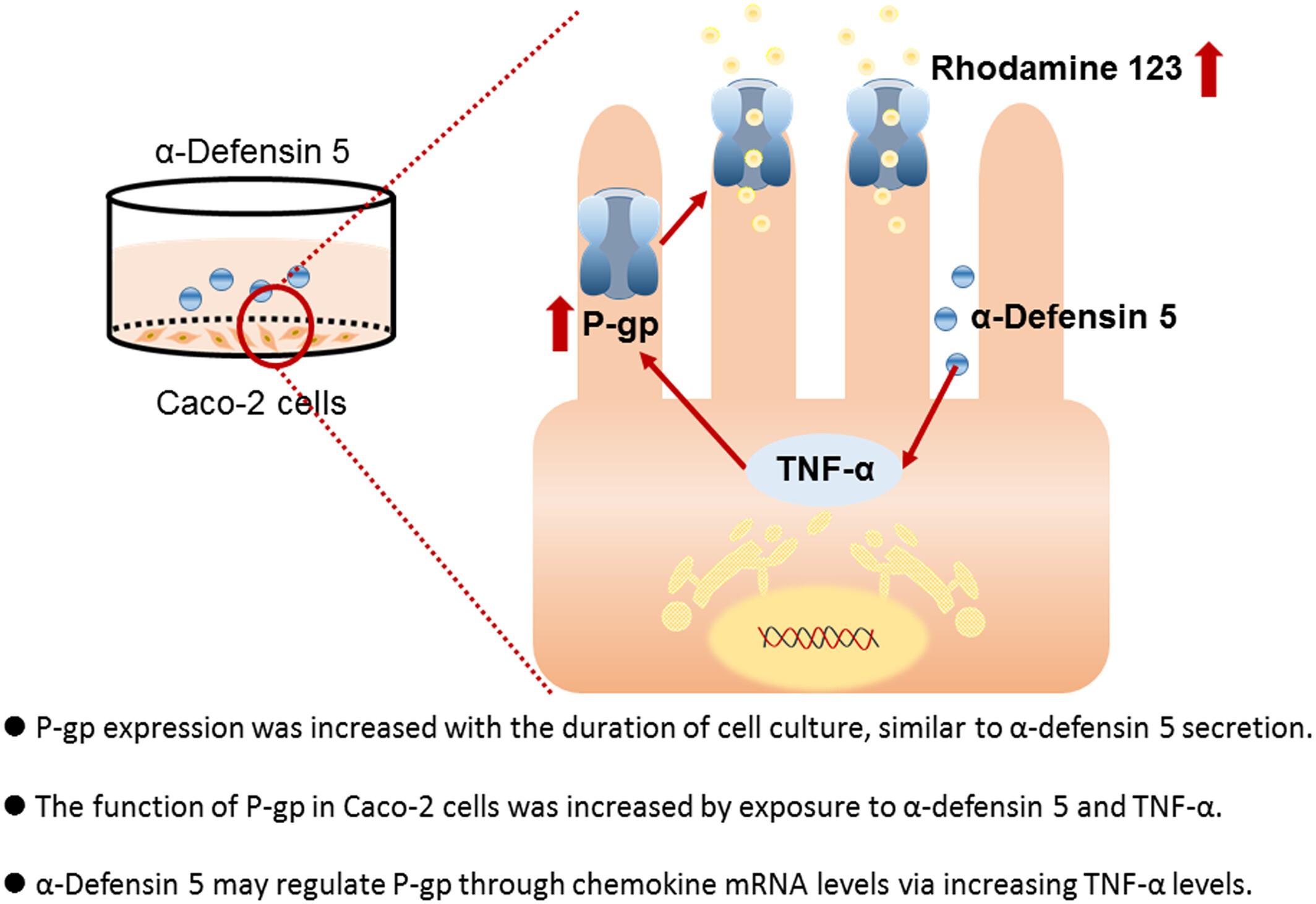 Association between α-defensin 5 and the expression and function of P-glycoprotein in differentiated intestinal Caco-2 cells