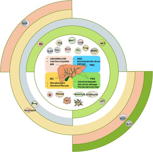 Complex interplay between the immune system, metabolism, and epigenetic factors in autoimmune liver diseases