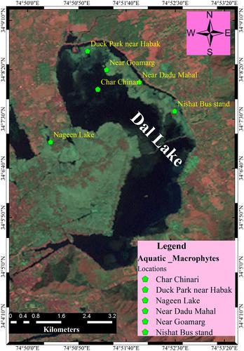 Effect of fish meal replacement by Azolla meal on growth performance, hemato-biochemical and serum parameters in the diet of scale carp, Cyprinus carpio var. communis