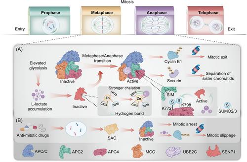 Lactate: A critical regulator of cell proliferation via anaphase promoting complex remodeling