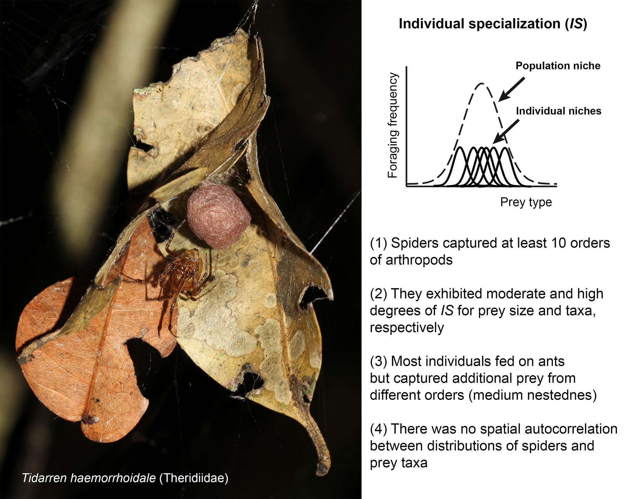 Individual diet specialization in the spider Tidarren haemorrhoidale (Bertkau, 1880) (Theridiidae)