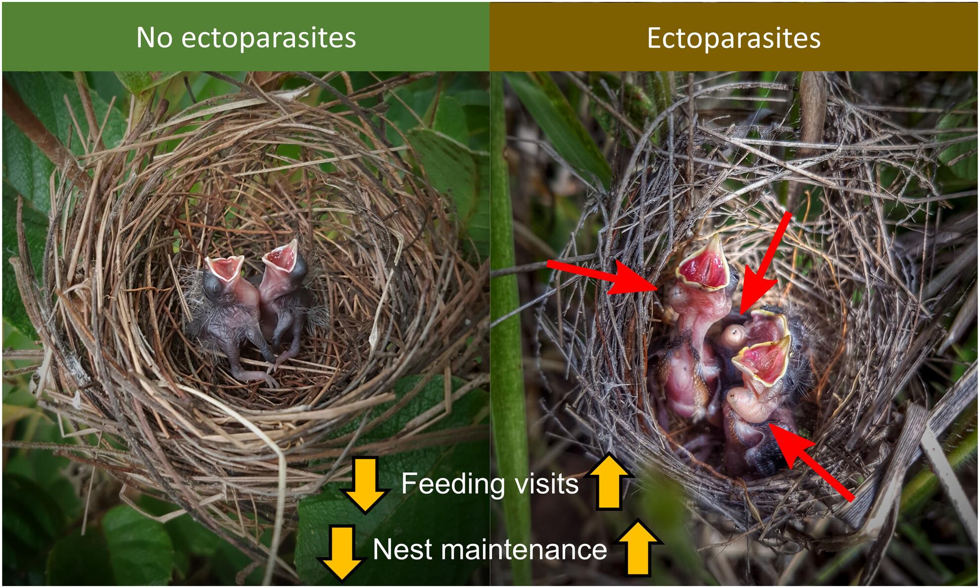 Grassquits adjust parental care in broods parasitized by native nest flies