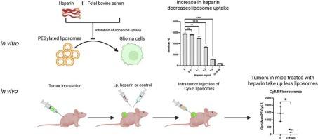 Heparin interferes with the uptake of liposomes in glioma