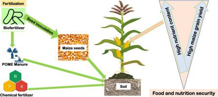 Potential of bio-organic amendment of palm oil mill effluent manure and plant growth-promoting bacteria to enhance the yield and quality of maize grains in Cameroon