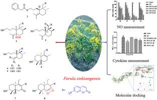 Undescribed sesquiterpene coumarins from the aerial parts of Ferula sinkiangensis and their anti-inflammatory activities in lipopolysaccharide-stimulated RAW 264.7 macrophages