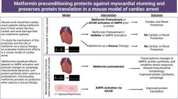 Metformin preconditioning protects against myocardial stunning and preserves protein translation in a mouse model of cardiac arrest