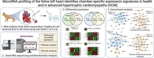 MicroRNA profiling of the feline left heart identifies chamber-specific expression signatures in health and in advanced hypertrophic cardiomyopathy