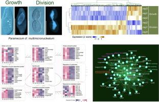 Single-cell transcriptome reveals cell division-regulated hub genes in the unicellular eukaryote Paramecium