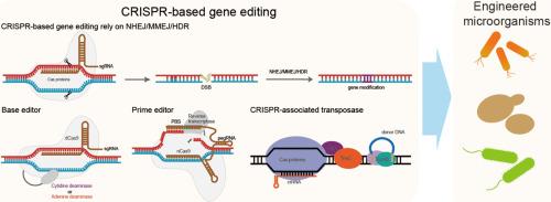 CRISPR-based gene editing technology and its application in microbial engineering