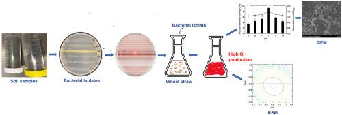 Characterization of glucose isomerase-producing bacteria and optimization of fermentation conditions for producing glucose isomerase using biomass