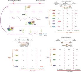 RNA interference-core proteins from the Actinidiaceae: Evolution, structure, and functional differentiation