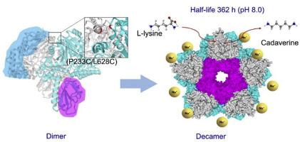 Ionic-microenvironment stabilizes the disulfide engineered lysine decarboxylase for efficient cadaverine production