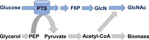 Synergistic utilization of carbon sources for efficient biosynthesis of N-acetylglucosamine